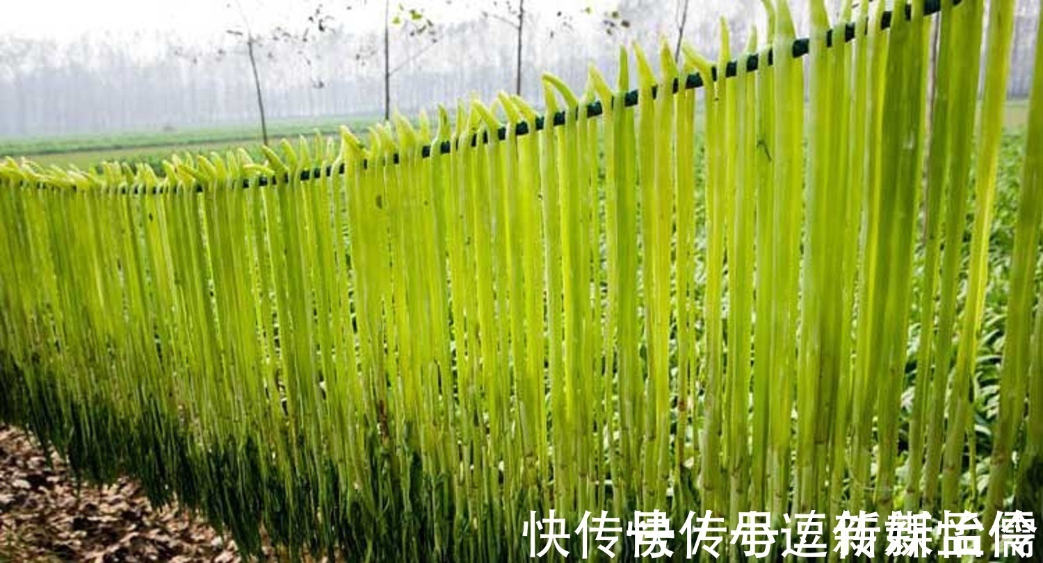 周总理|农村里的“绿帘子”,曾经却是“皇帝菜”,周总理亲自为它命名