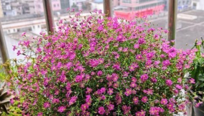 养护|最有仙气的3种花，家里养一盆，开花漂亮花期长，谁养谁喜欢