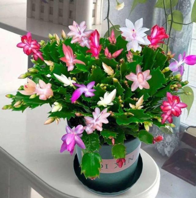 扦插|9种花不用花钱买,掐根枝条插土里,2周即可生根,好养易成活