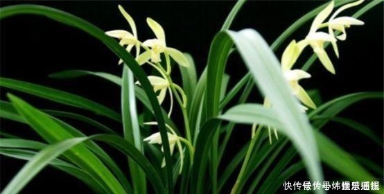 兰花|兰花总是烂根叶黄土里加1样东西,让兰花根壮叶绿