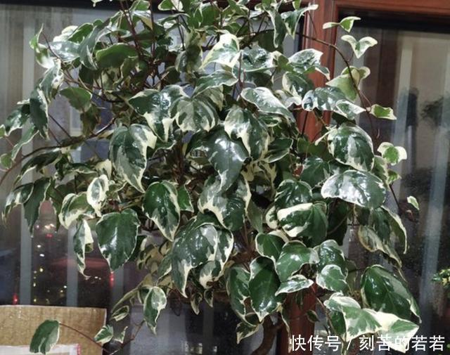 家里有“甲醛”,别忘了养“2种花”,放1盆,甲醛浓度“降低”