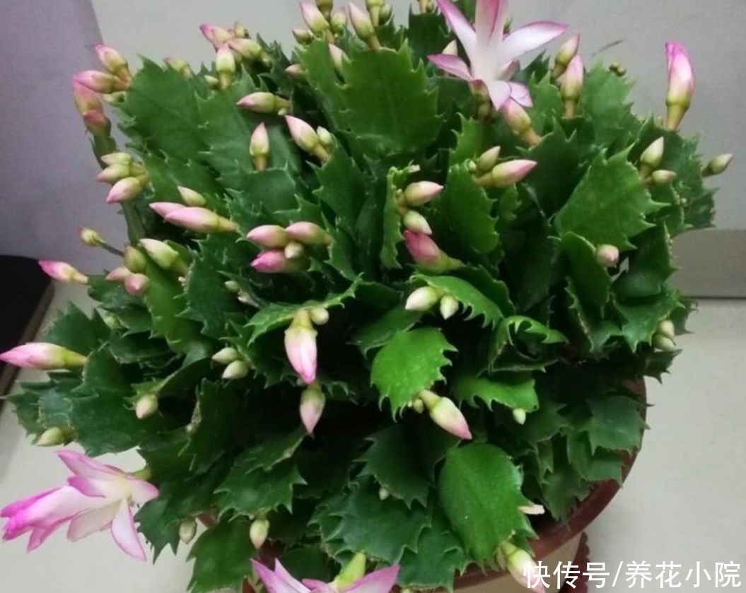 发财树|5种花，就得小盆养，花盆越小，长得越旺