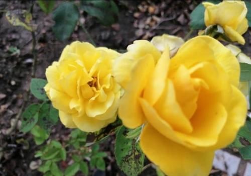  黄叶|盆栽月季花为什么老死叶子？