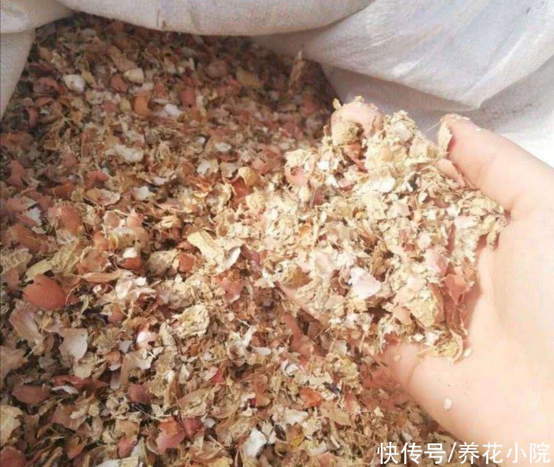 养花|养君子兰,用3种“花土”,植株长得旺,叶子宽厚