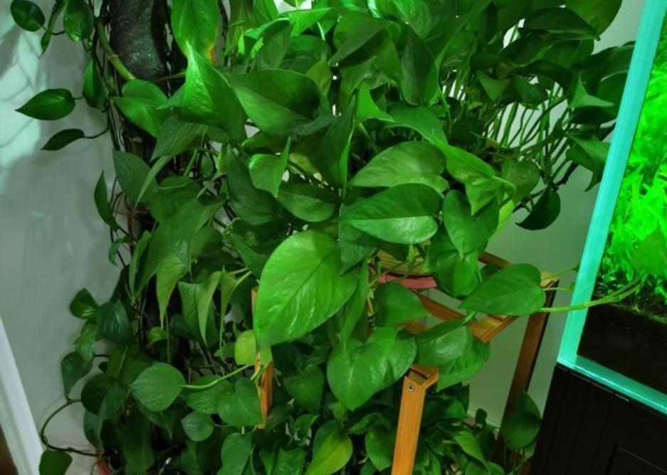 把握住这5个技巧,小叶绿萝变大叶绿萝不是梦,茎长得更长