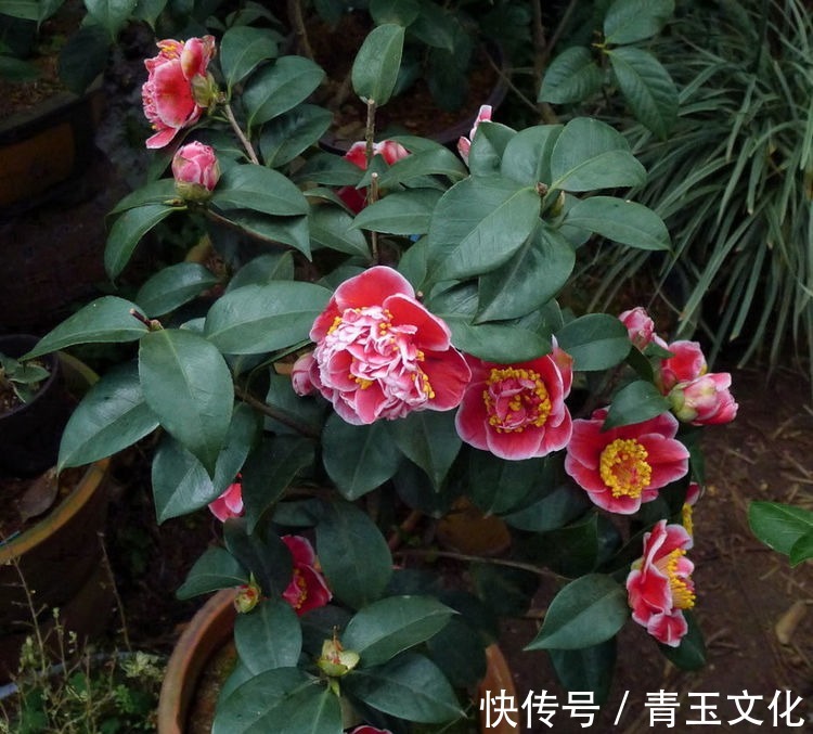 月季花|喜欢养菊花，就养盆“名贵菊花”，花开“紫凤牡丹”，如凤凰飞舞