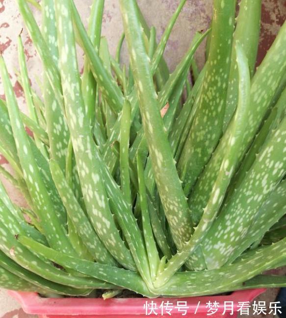 栽培|芦荟烂根怎么办“几招”快拯救,起死回生,很快小芽又挤满盆