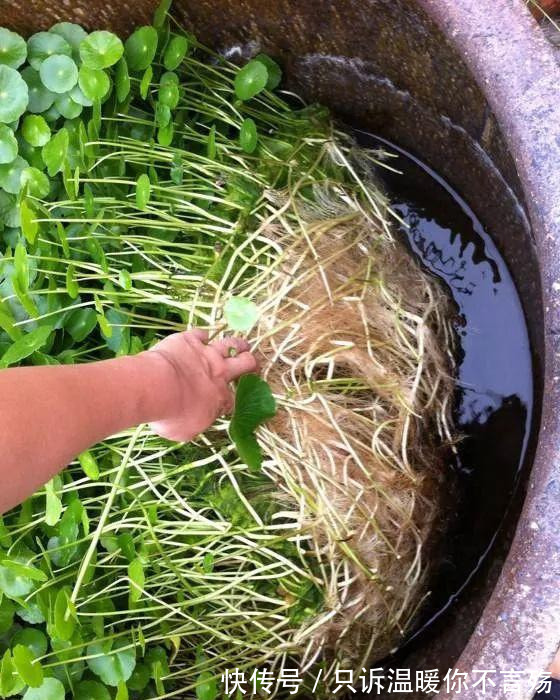 养花技巧铜钱草养在这，7天就爆盆，叶子长成巴掌大！