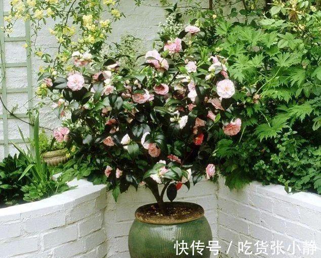 5种漂亮花,天冷多晒晒,越晒长得越健壮,花开得又多又大