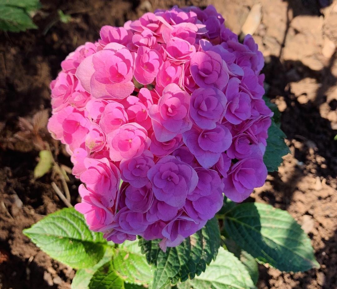 夏季|绣球花凋谢了之后,做好“3步”,来年花球更大,花开爆