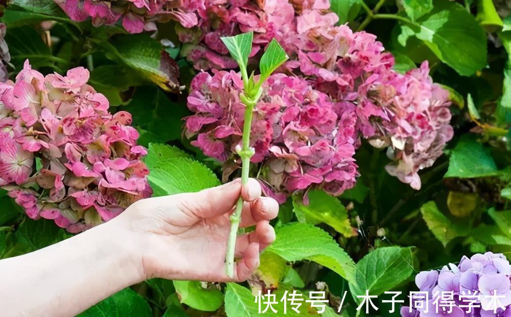 扦插|4种漂亮花,越老越没用,开花少长得丑,赶紧扦插几盆备用