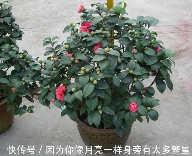 养花|橘子皮扔掉太浪费了!这样处理用作养花,植株根叶嗖嗖疯长