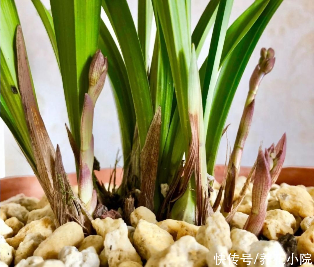 新芽|立秋以后，兰花开始冒花芽，4件事要做好