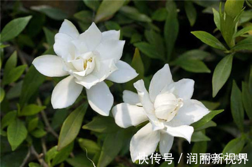 栀子花|栀子花养殖注意事项有哪些发生叶子边缘发黑枯萎的原因是什么