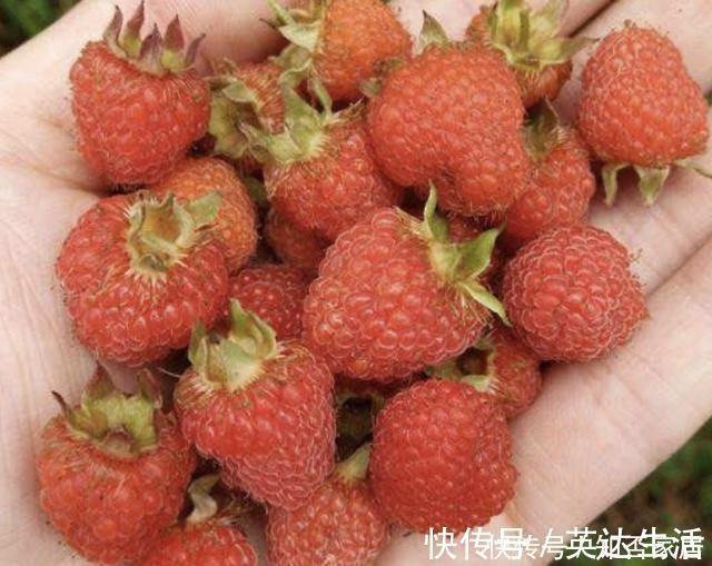 树莓|在农村,有1种山莓奇特,以往叫它“树莓”,果子价值高,请爱惜