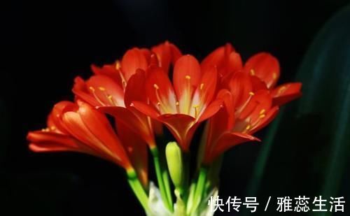 回事|君子兰养了快一年了,都没怎么变,连新叶都没有长一片,是怎么回事?