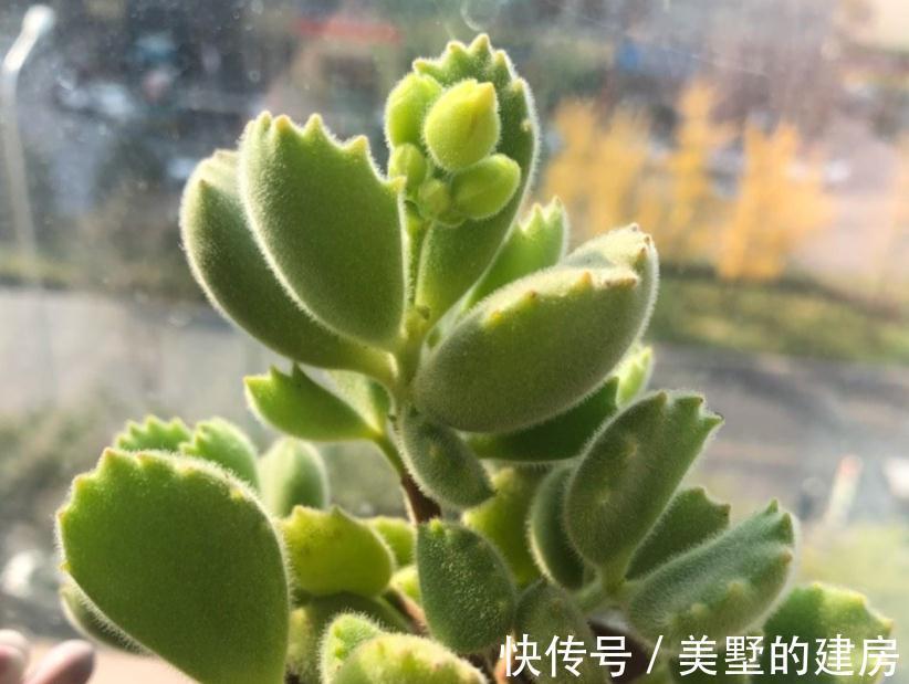 适应性|天气渐冷,想要入坑养多肉?盆栽这3款,0度植株照样状态好