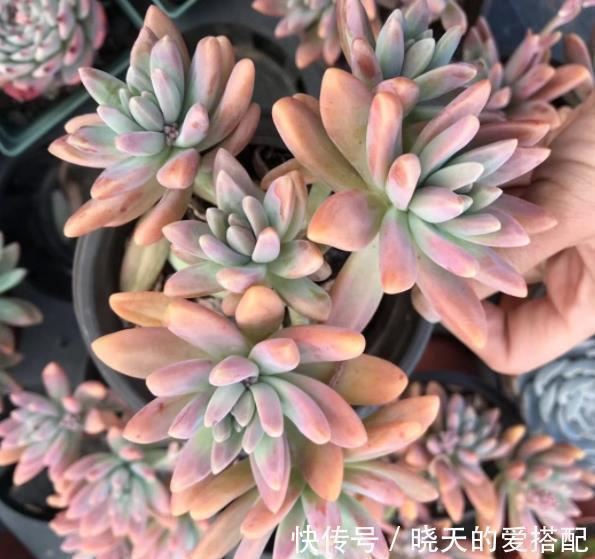 秋丽和丸叶姬秋丽,两种多肉如何选择,看看老花匠怎么说?