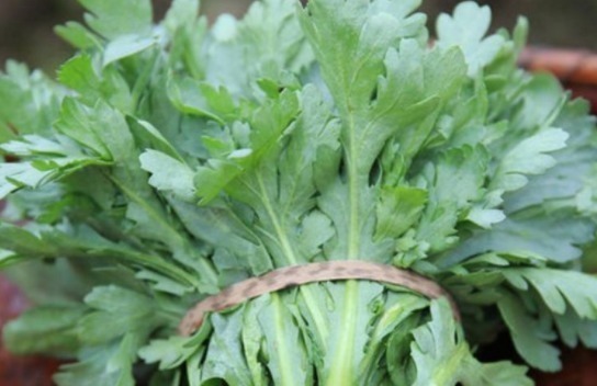 在乡下种植一种菊花菜,可以润肺补肝,很受大众喜欢,营养丰富