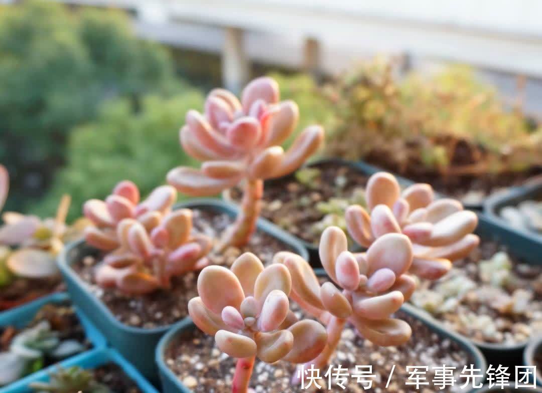 喜欢粉色胖美人,就养这6种,个个都可以惊艳到你