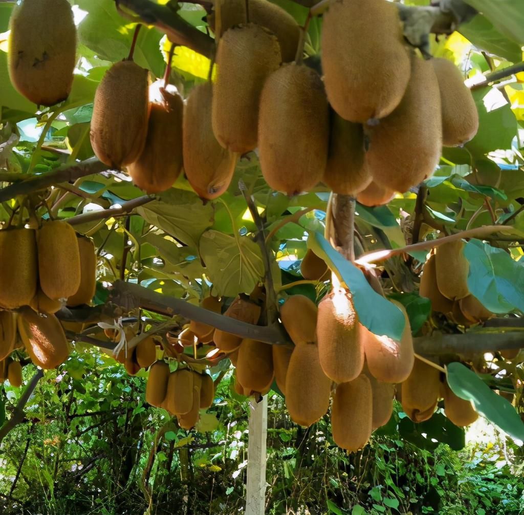 酸甜|猕猴桃的作用?如何挑选酸甜适口的猕猴桃?