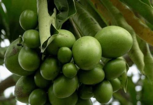 这种不起眼的果树,毒性超乎你的想象,10年间已致死500余人