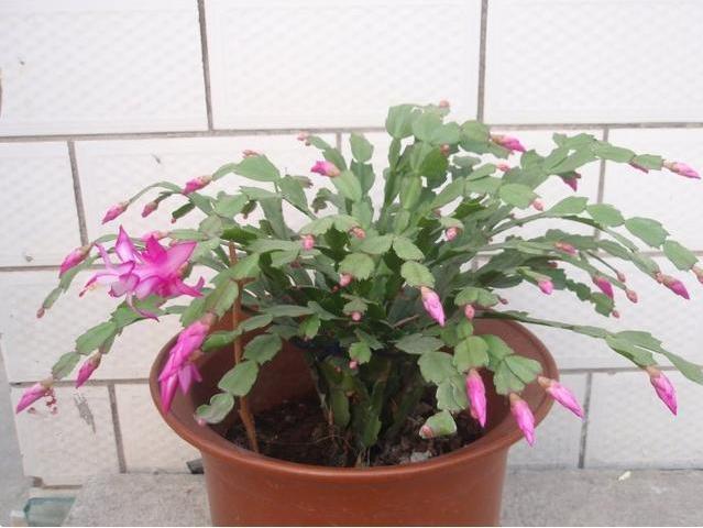 蟹爪兰怎么养才能开花蟹爪兰催花小妙招，养好了一年可开3次