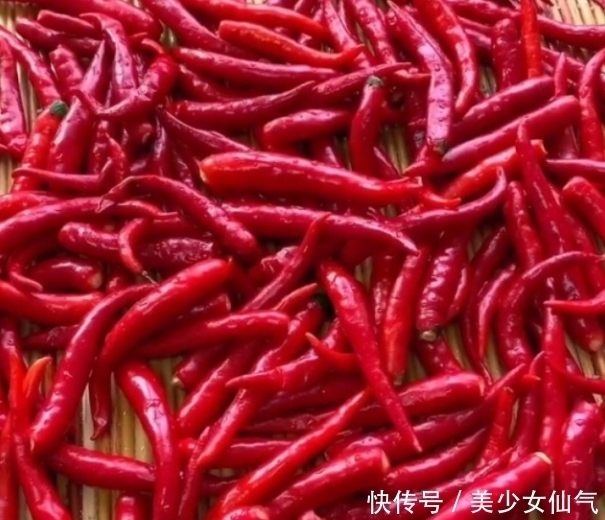 辣椒酱|每年秋天,妈妈会用这辣椒做辣椒酱,越辣越香,辣到爽为止