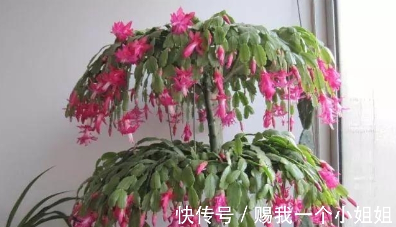 蟹爪兰|嫁接9层蟹爪兰,“技巧”掌握好,后期叶片不瘦,花苞多的压弯枝