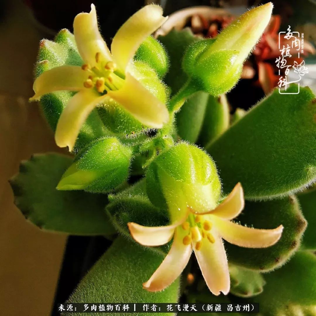 对多肉是发自内心的喜欢,心甘情愿被它们俘虏!