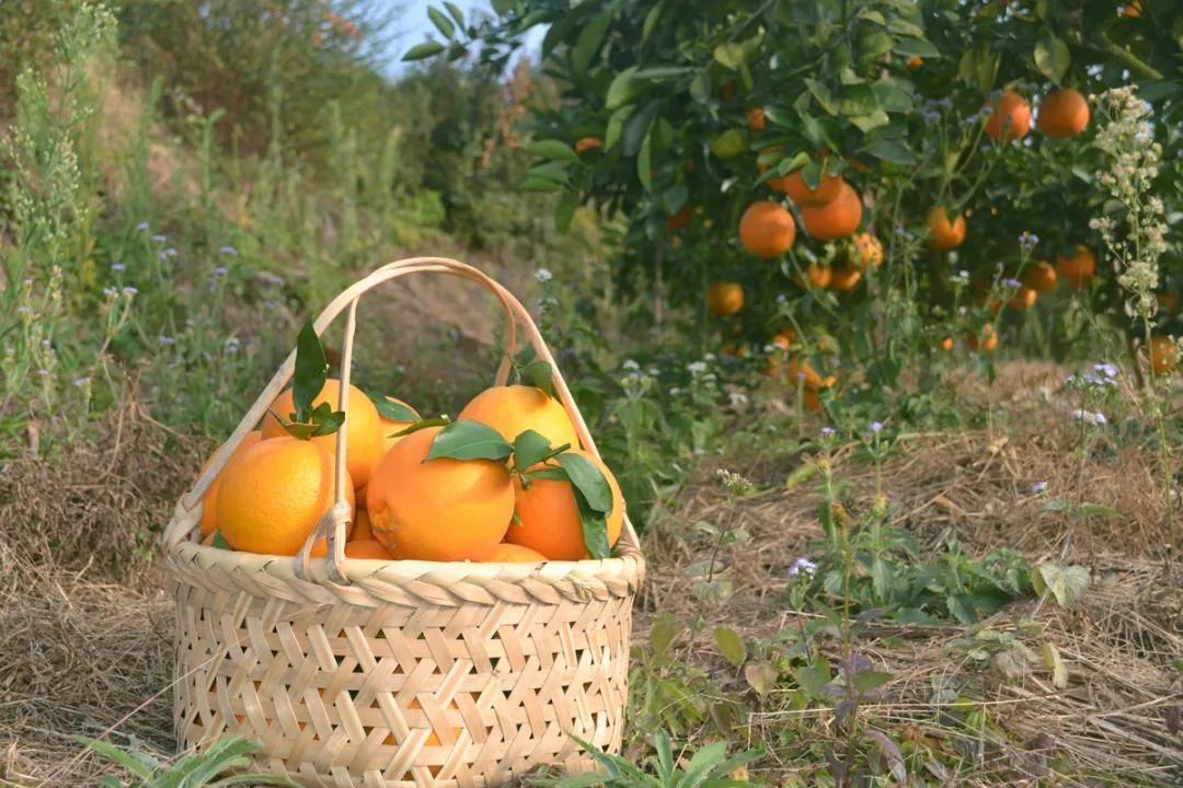  天香脐橙|聆听经典大作 品鉴知名味道