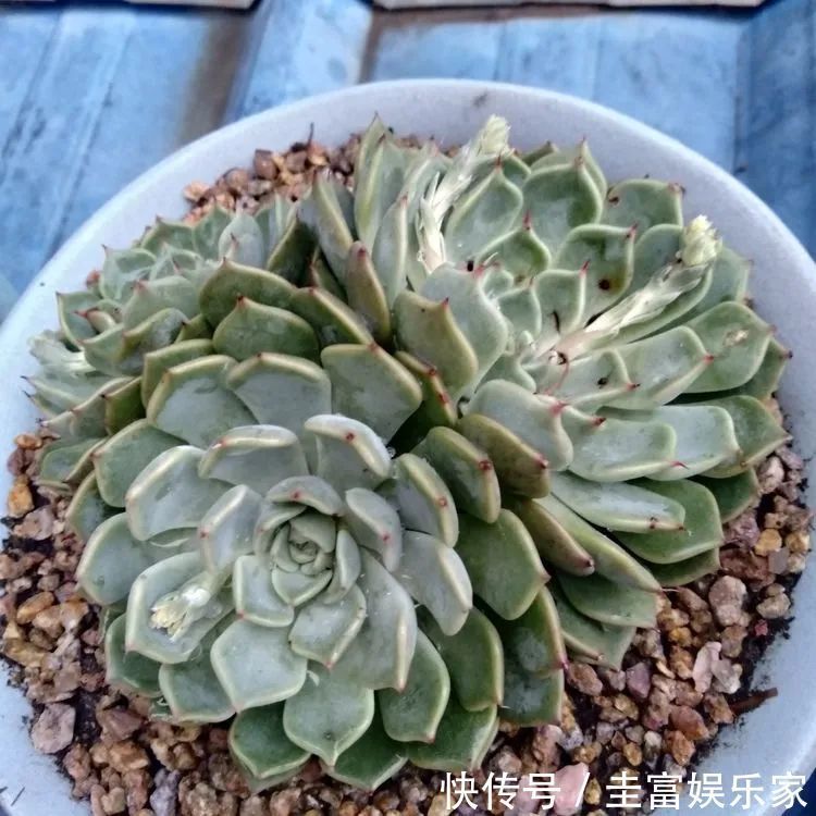 一直都养不活花,直到遇见了多肉!只要用心,就能变美!