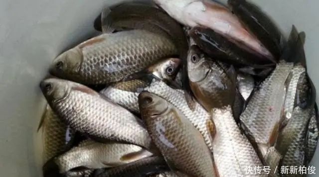 天气|夏天一到,鱼就难钓碰到两种天气,够你狂拉一整天,不信就试试