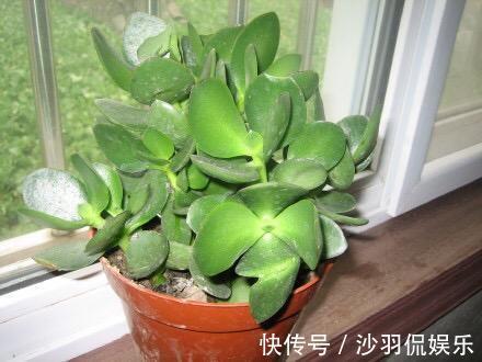 盆景|9月如何养玉树2个“技巧”，让它更加繁茂，枝干木质化，成小树