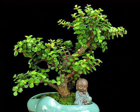 金枝玉叶这样养，枝干粗壮叶片肥，一根小枝条，一年变“老桩”