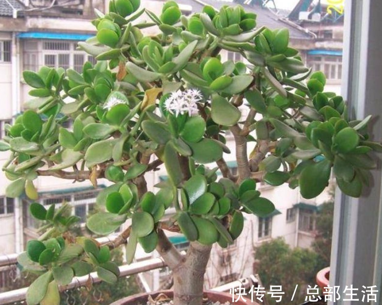 早春回暖,养玉树不能太“着急”,注意这3点,才能叶绿长势旺