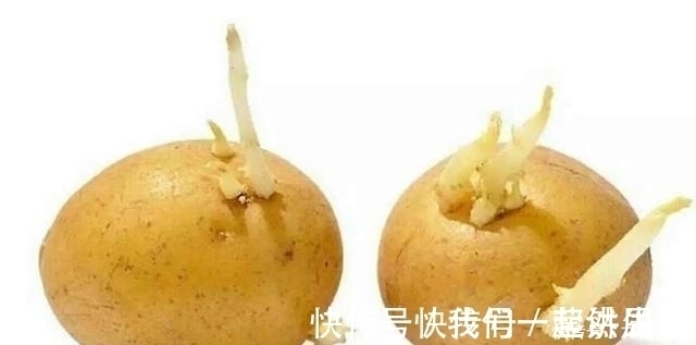 发芽|这4种常见食物发芽后也能放心吃,不仅没毒,营养价值还更高