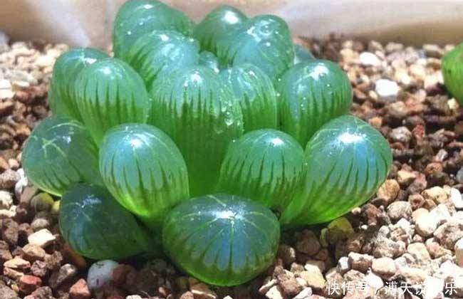 妙招|家庭养花，塑料瓶是“宝贝”，学会5个使用“小妙招”，一生受用