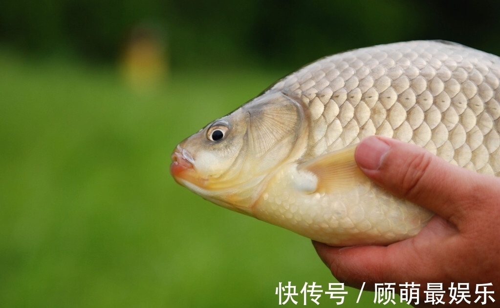 秋季降温鱼难钓？这三个时间段最宝贵，大板鲫都能连竿！