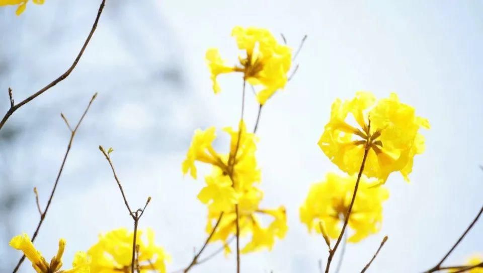 风铃花正如痴如醉 ，静待君赏