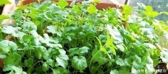 每年体检2次,还是查出肝癌,大夫几样蔬菜多吃,防癌抗癌