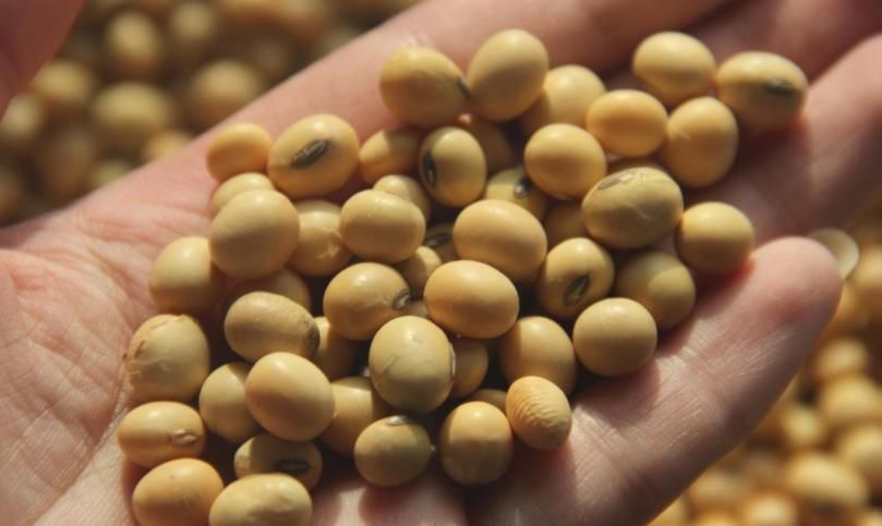 这种自制高氮肥，用好了，比淘米水、啤酒水效果好得多