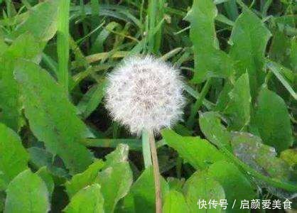 实在|家菜没有野菜香,春夏不吃这些野菜实在太不会享受了!