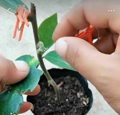 家庭养蟹爪兰,一个“小窍门”,不怕热,不怕冷,一年到头都开花