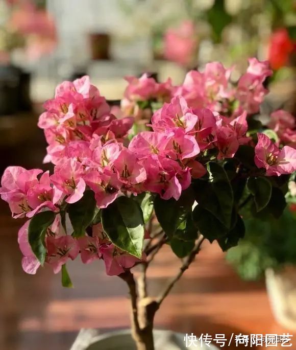 养花养不活?这9种“不死花”,浇浇水就能开花,花开大半年