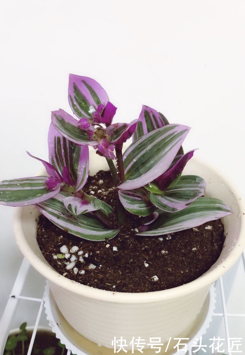 它就是你家阳台“最靓的仔”，叶子比花朵还漂亮，1年四季都能看