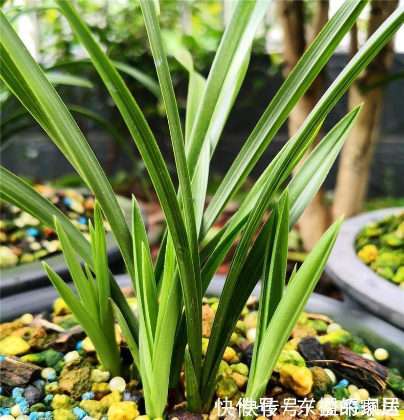 养兰先养根用这免费料养出粗壮大白根,兰花开花多又香