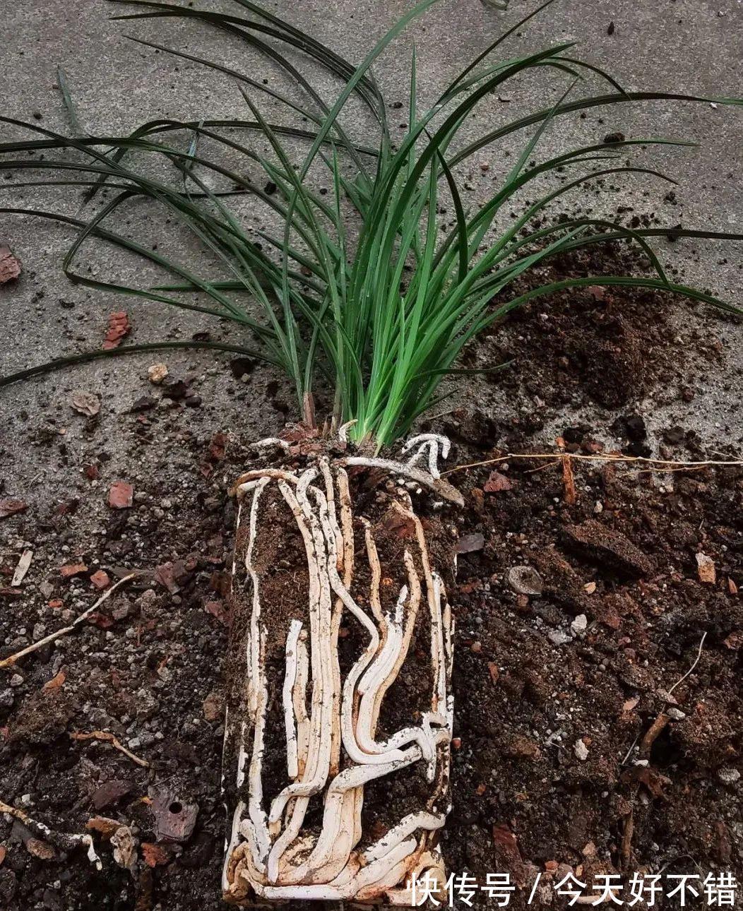 怎样让兰花不烂根？其实并不难，按照本文操作，我的兰花从不烂根