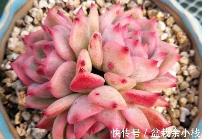 名字很酷的多肉ak玛利亚,颜色颇为小清新,养起来也是“乖宝宝”