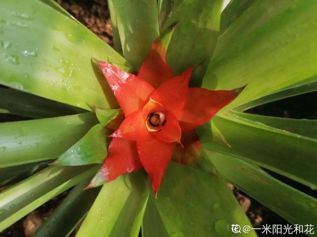 再穷也要养长寿花,寓意好、开花美,养人又养家!